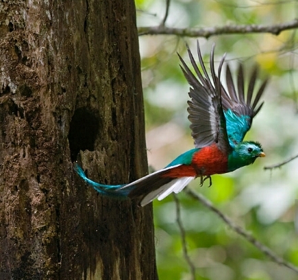 Beautiful bird