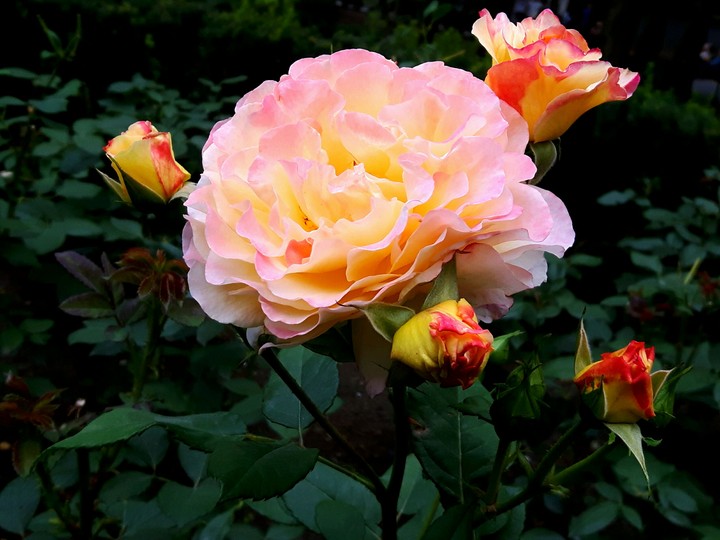 Licheń - roses II