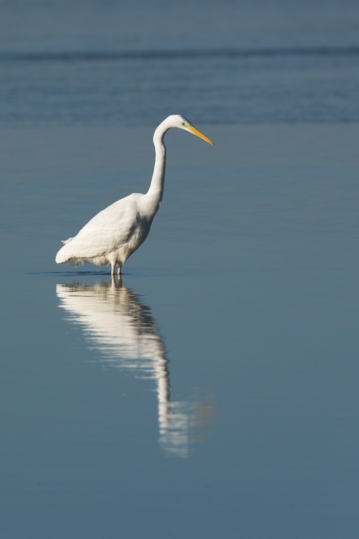 bird