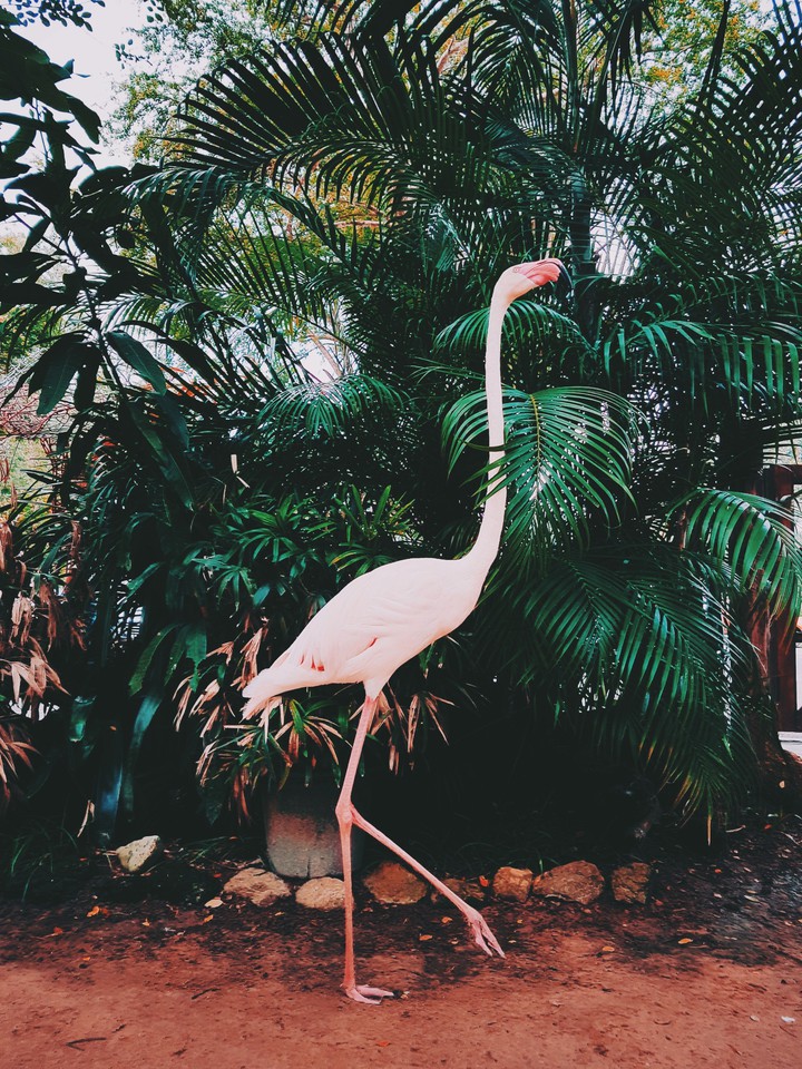 flamingo.