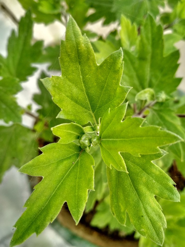 Amazing flower leaves