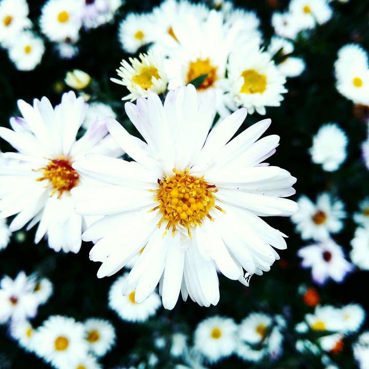 flowers