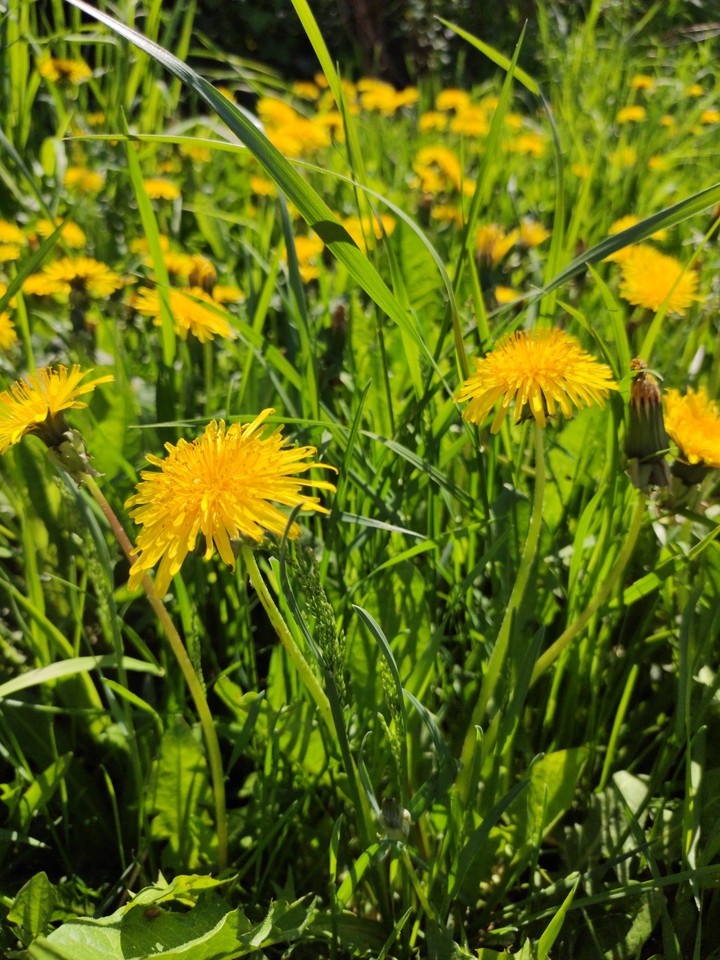 yellow spring