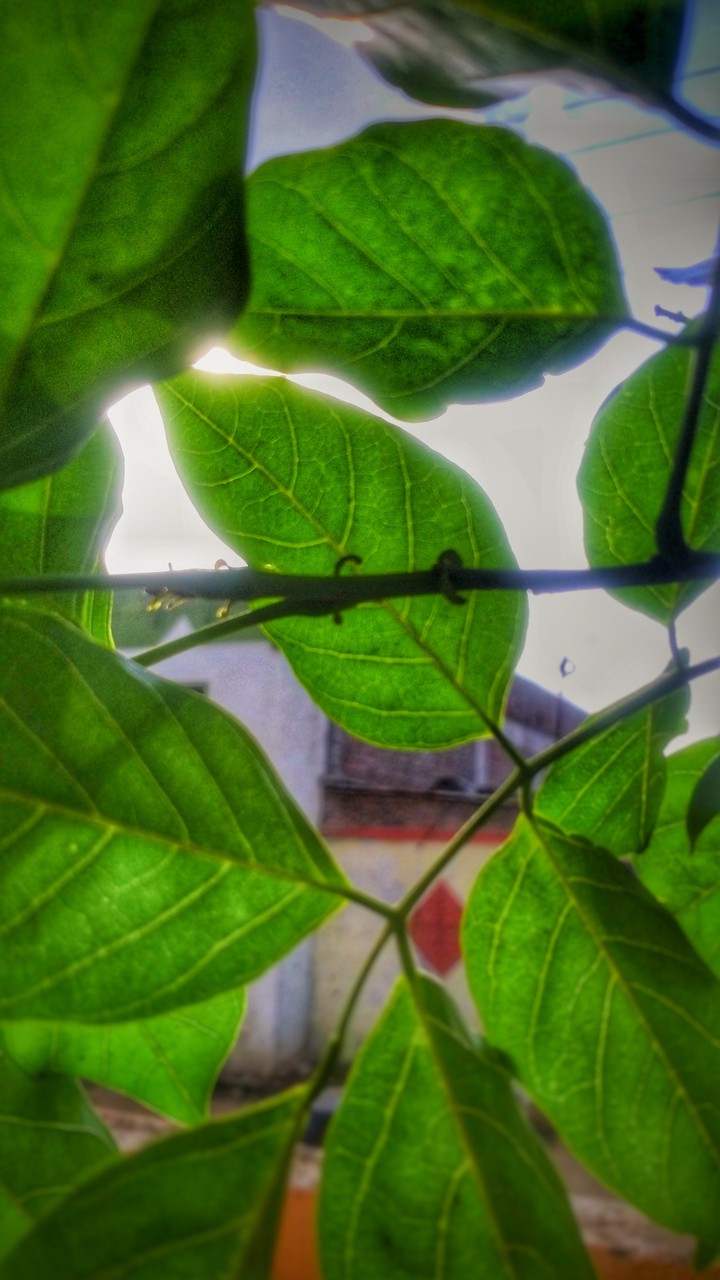leaf's