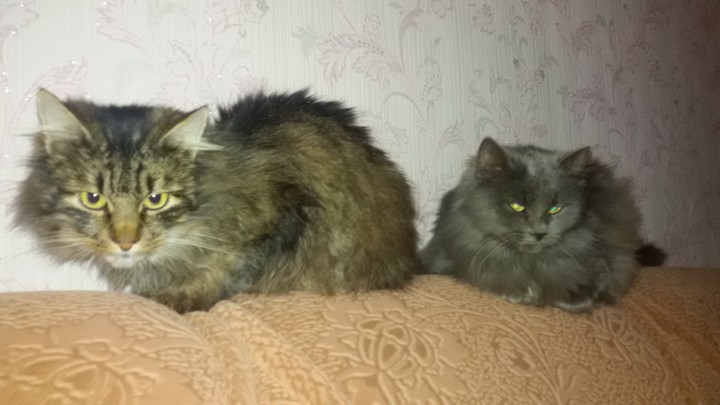Cats. Мусік і Марта.