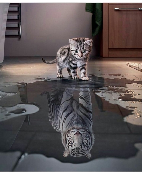 cat