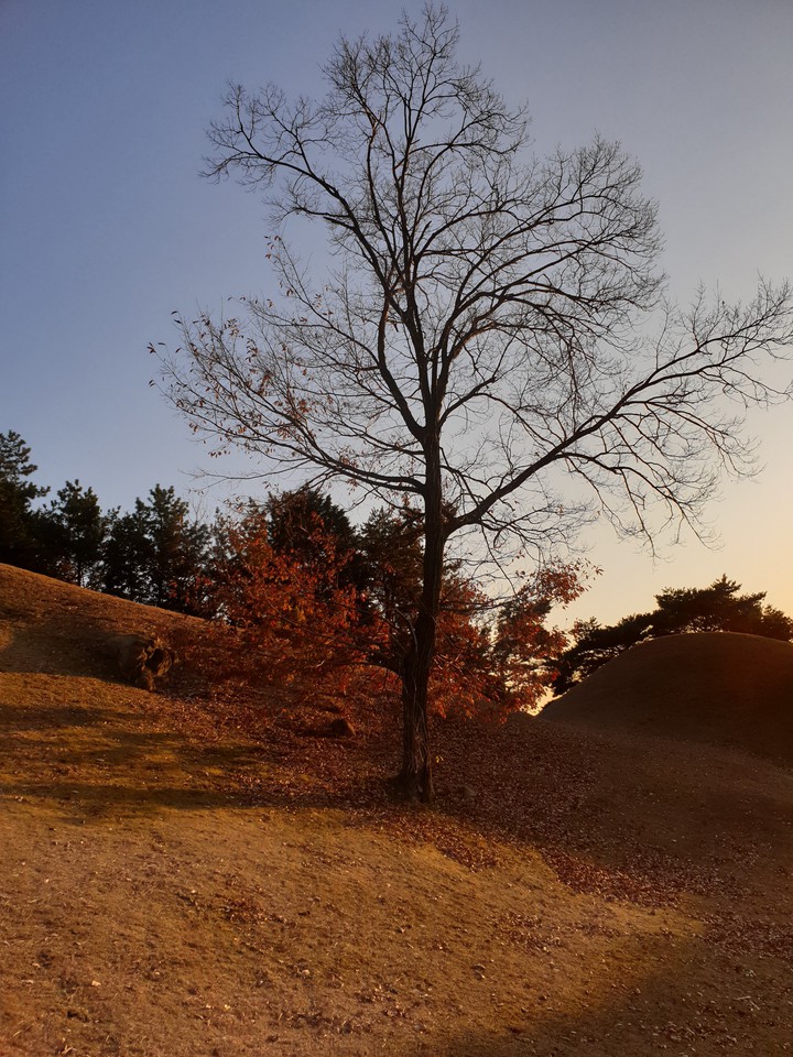 tree