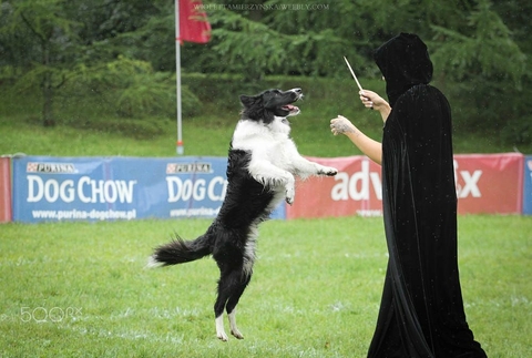 The Border Collie Because There Is No Better Dog