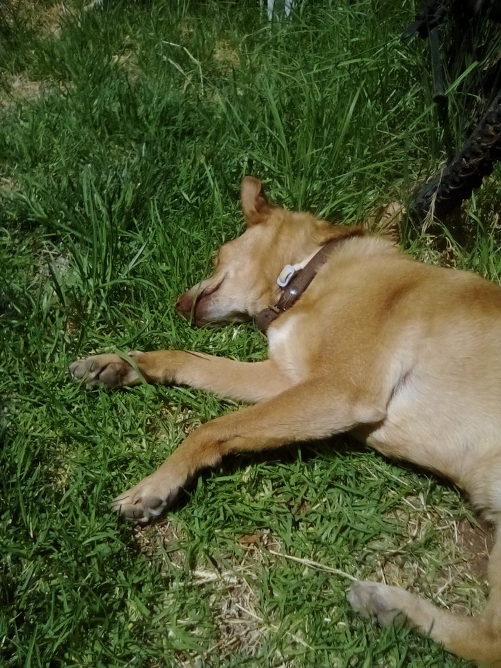 dog