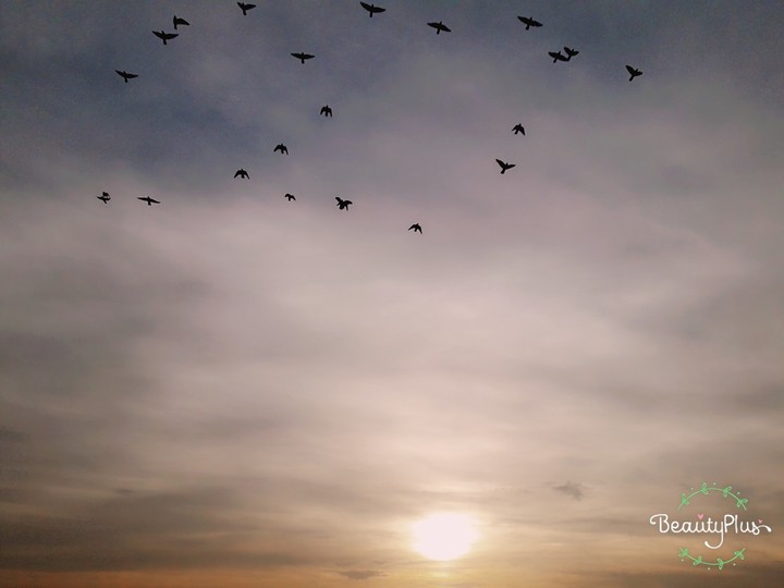 birds