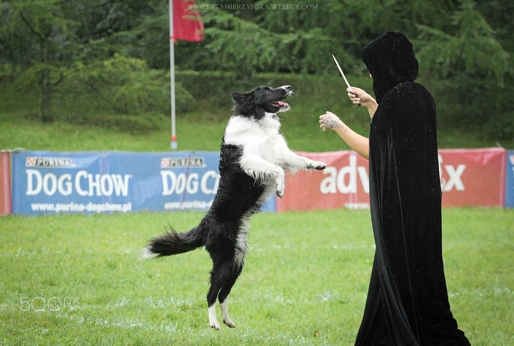 The Border Collie Because There Is No Better Dog