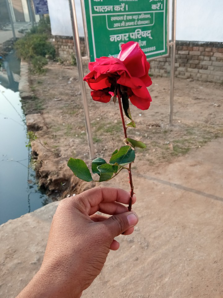 red rose