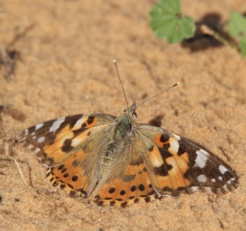 sfondi insect, pollinator