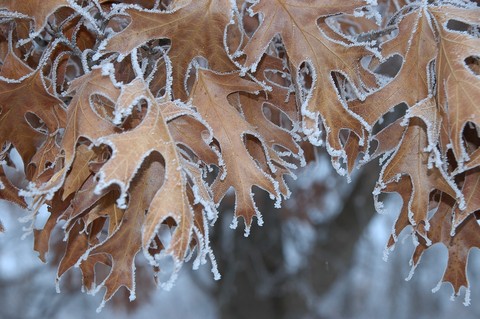 обои snow, winter