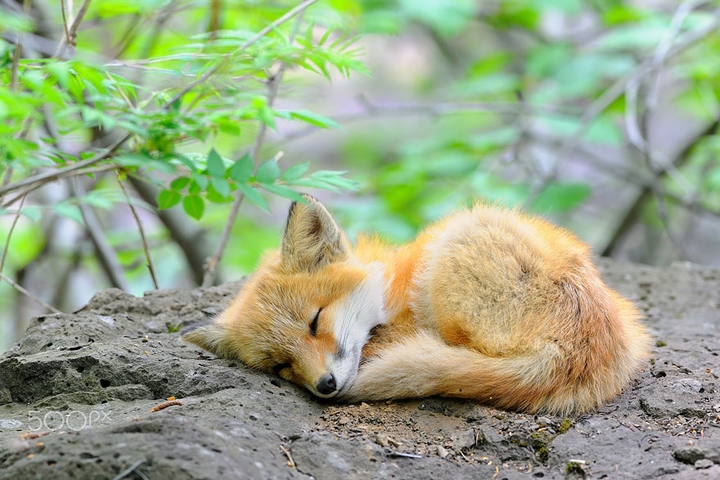 Cute fox
