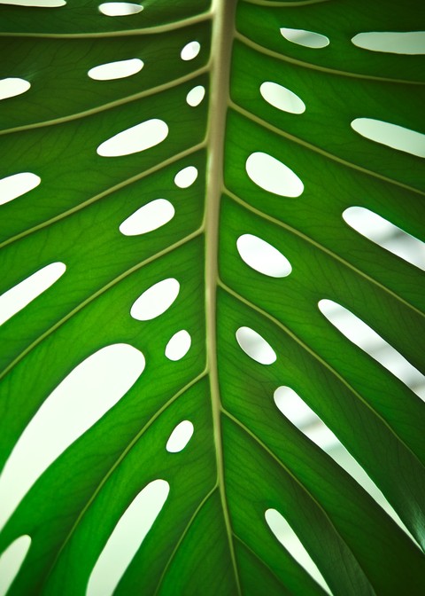 monstera