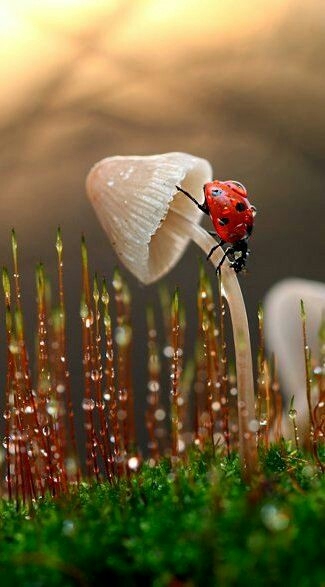 ladybug 