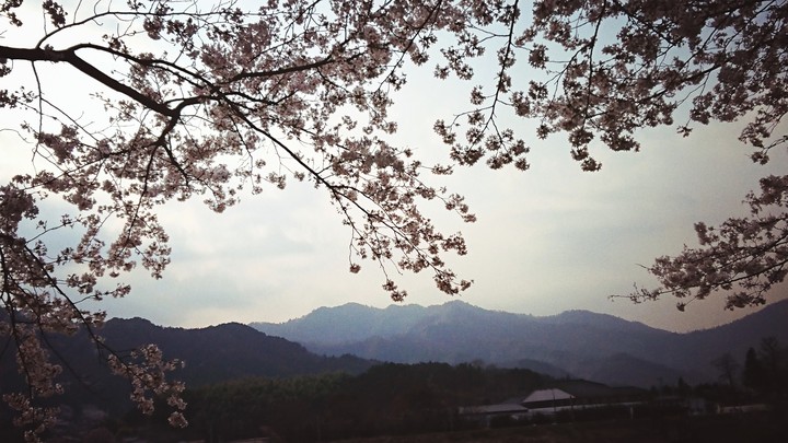 桜