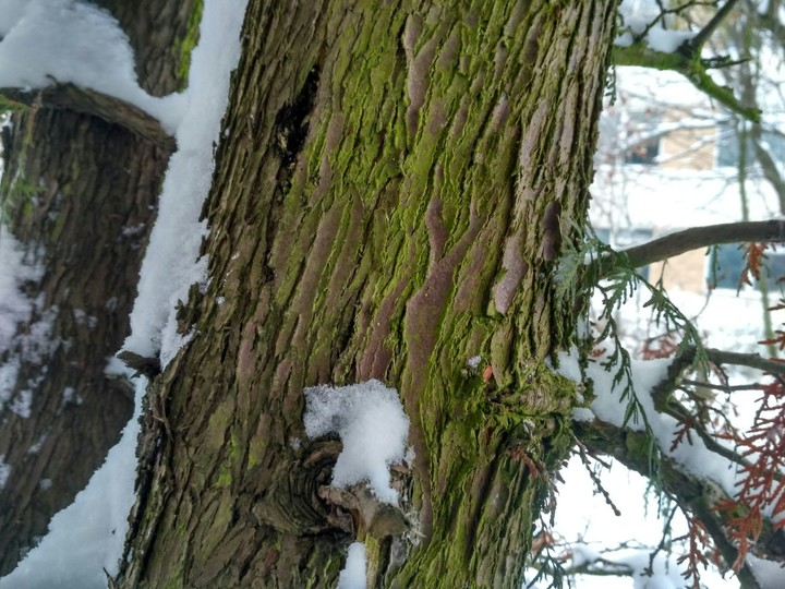 tree