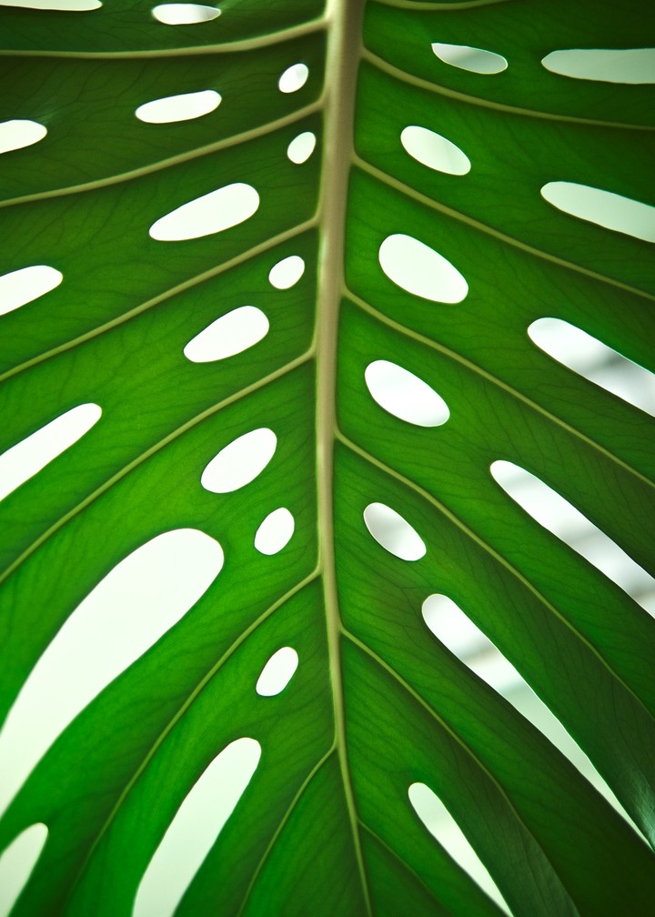 monstera