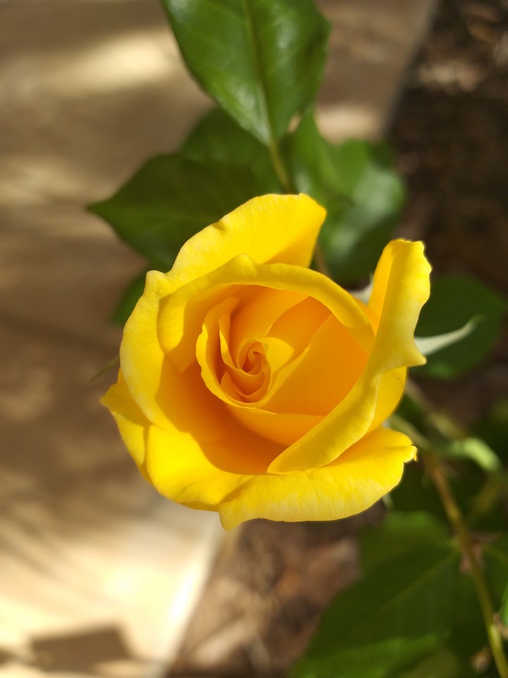 Yellow Rose