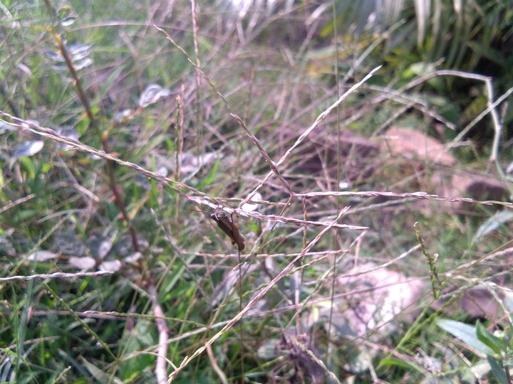 grasshopper