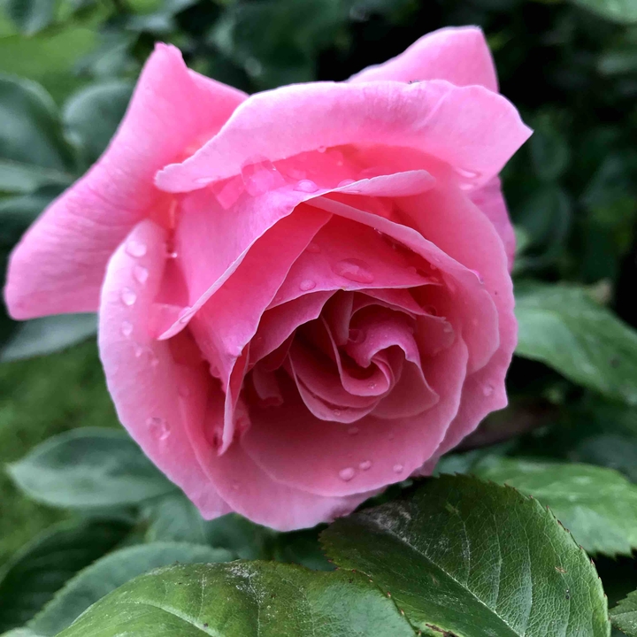 rose