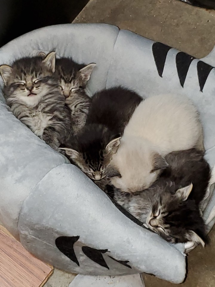 Our Baby Kittens