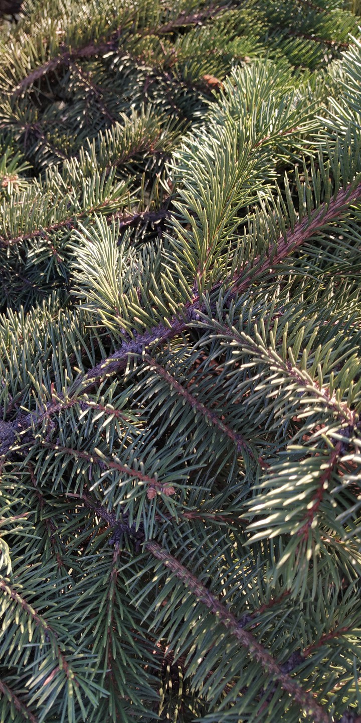 tree