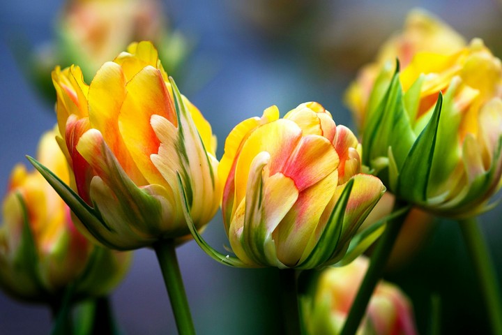 Flower