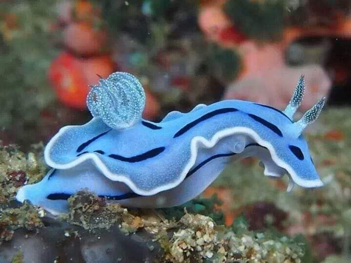 MARAVILLOSA NATURALEZA ✨✨??