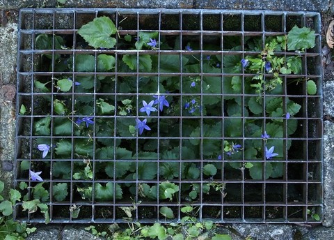 fonds d'écran groundcover, lobelias