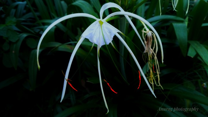 Anurag photography