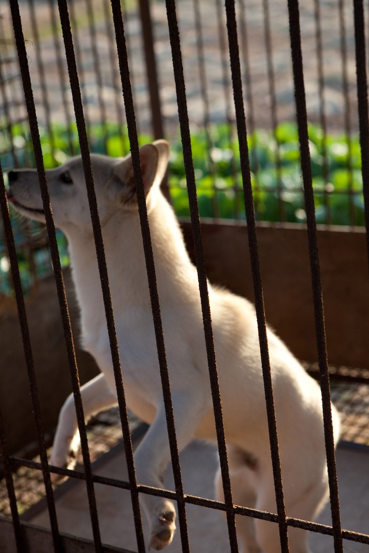 Animal