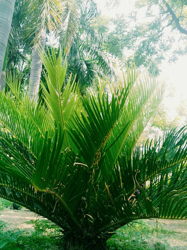 plant