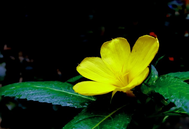 yellow flower