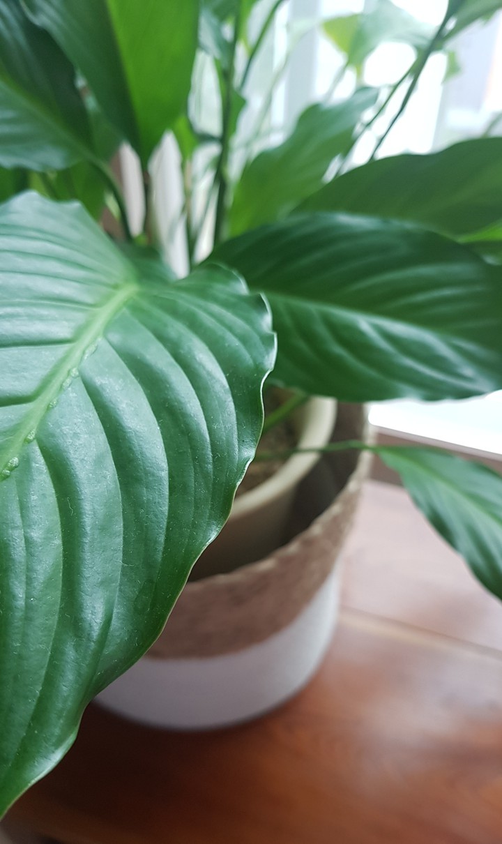 My favorite green