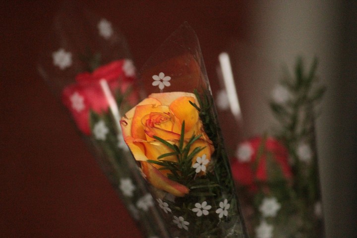Pretty rose