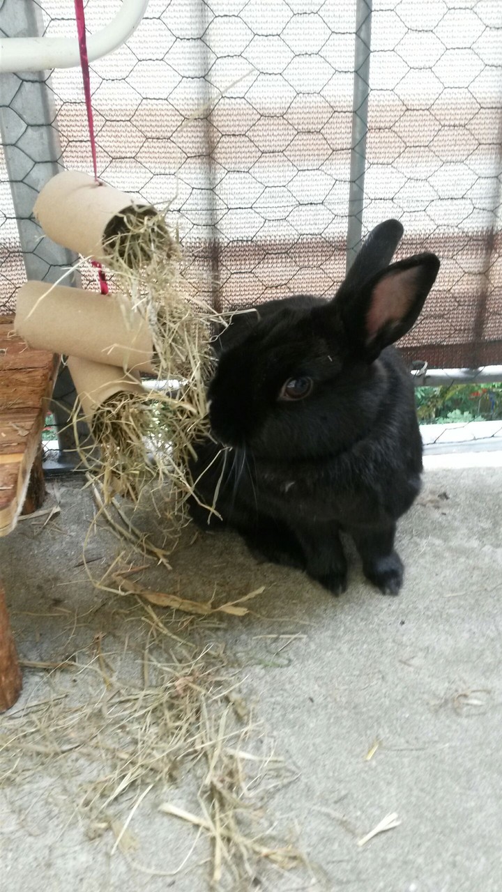 Just a litte cute bunny!