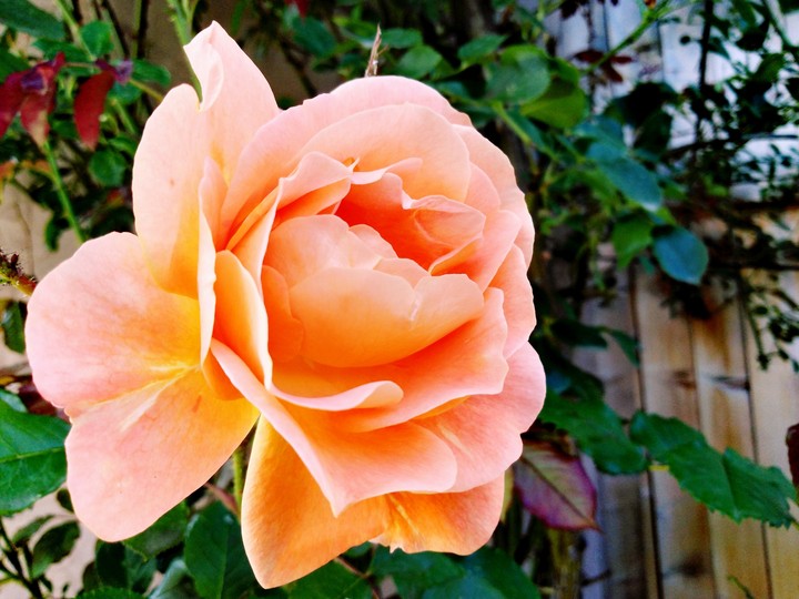 Orange rose