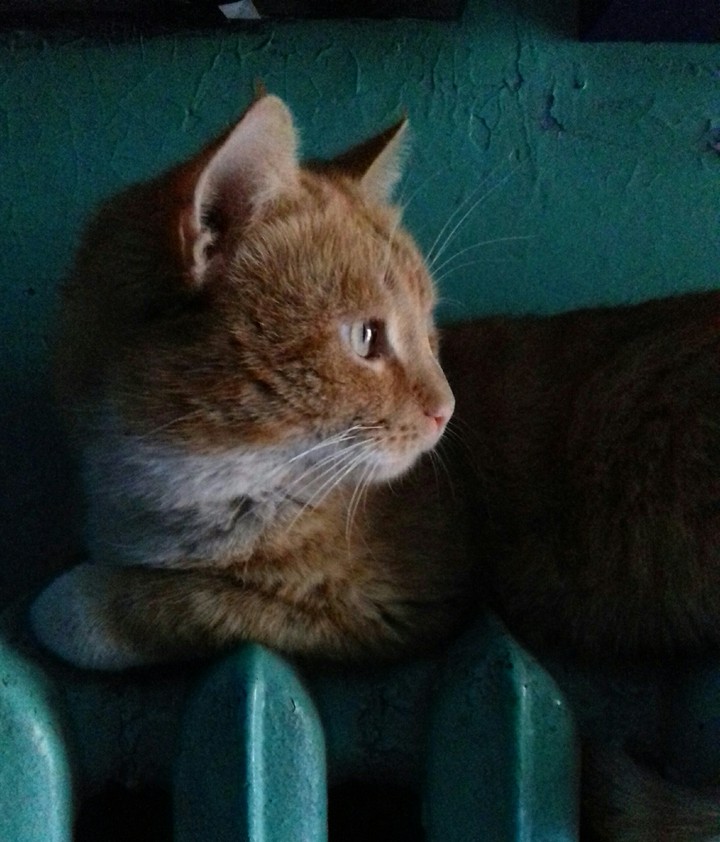кот