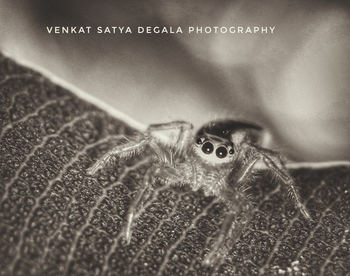 spider in macro