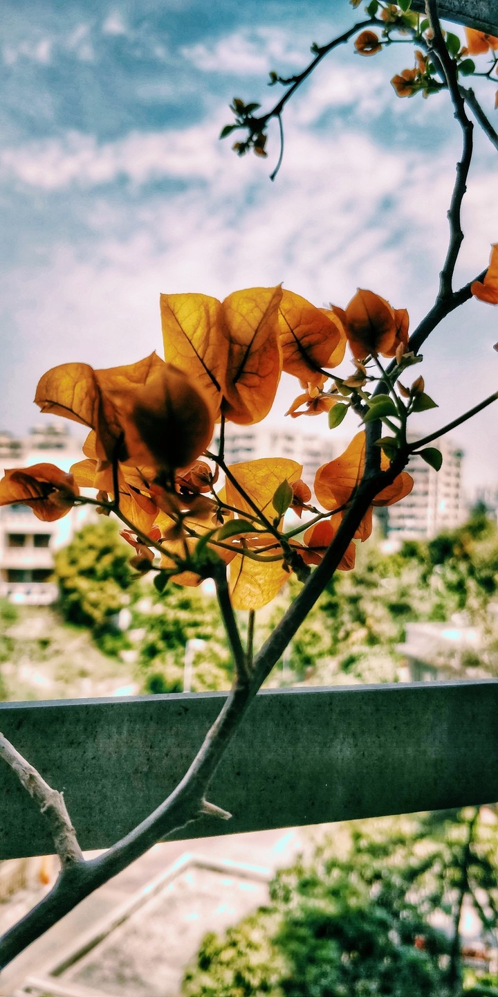 bougainvillea