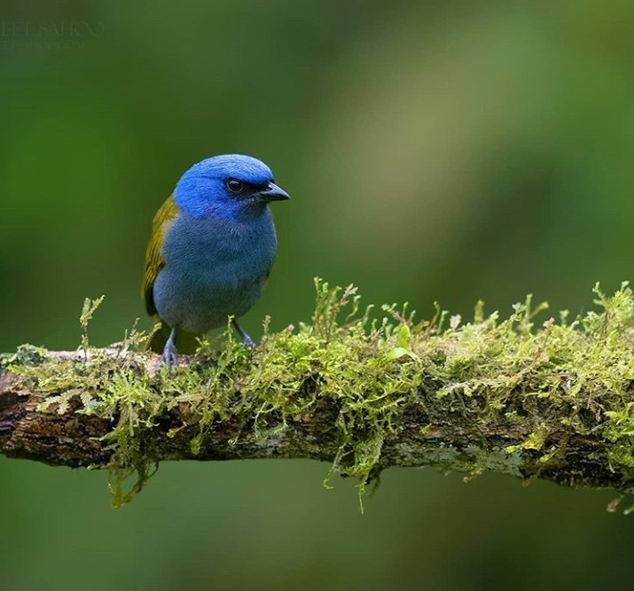 blue bird