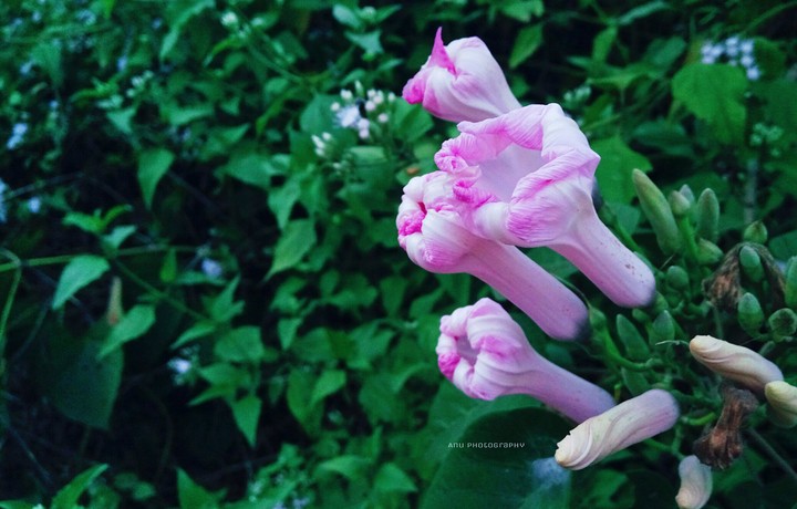 joungle flower