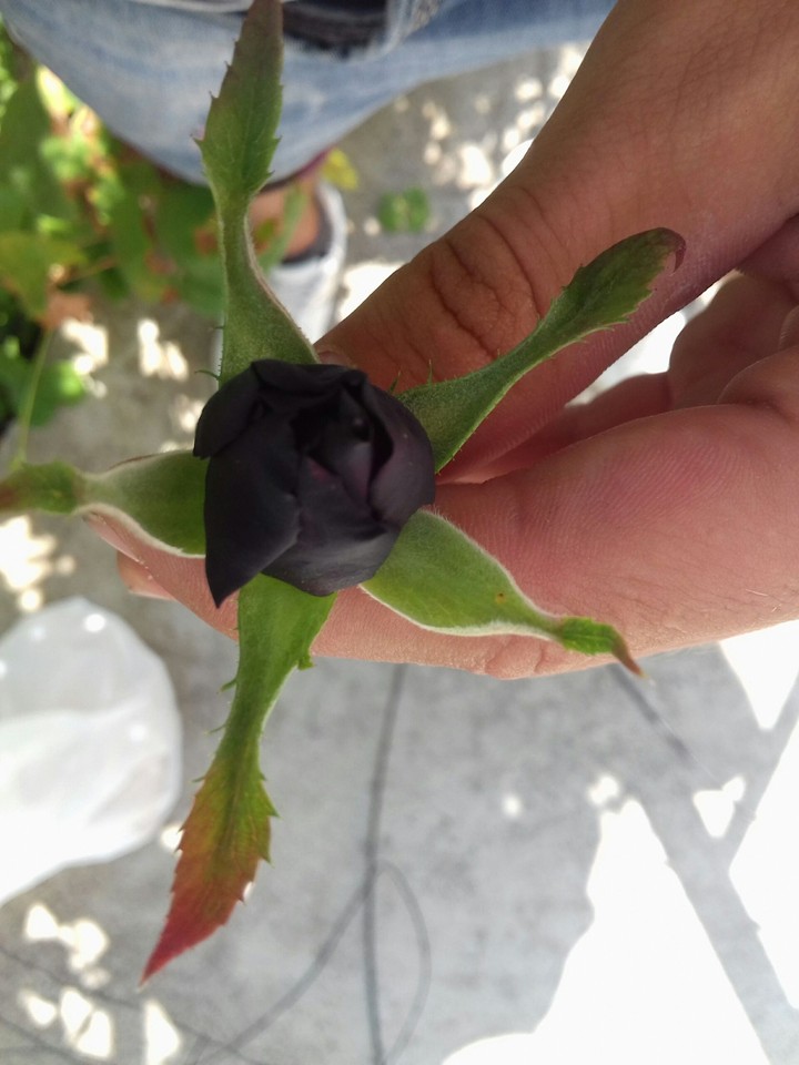 Black rose