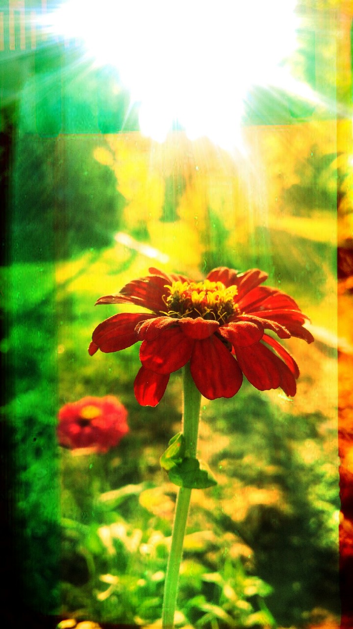 love is shining