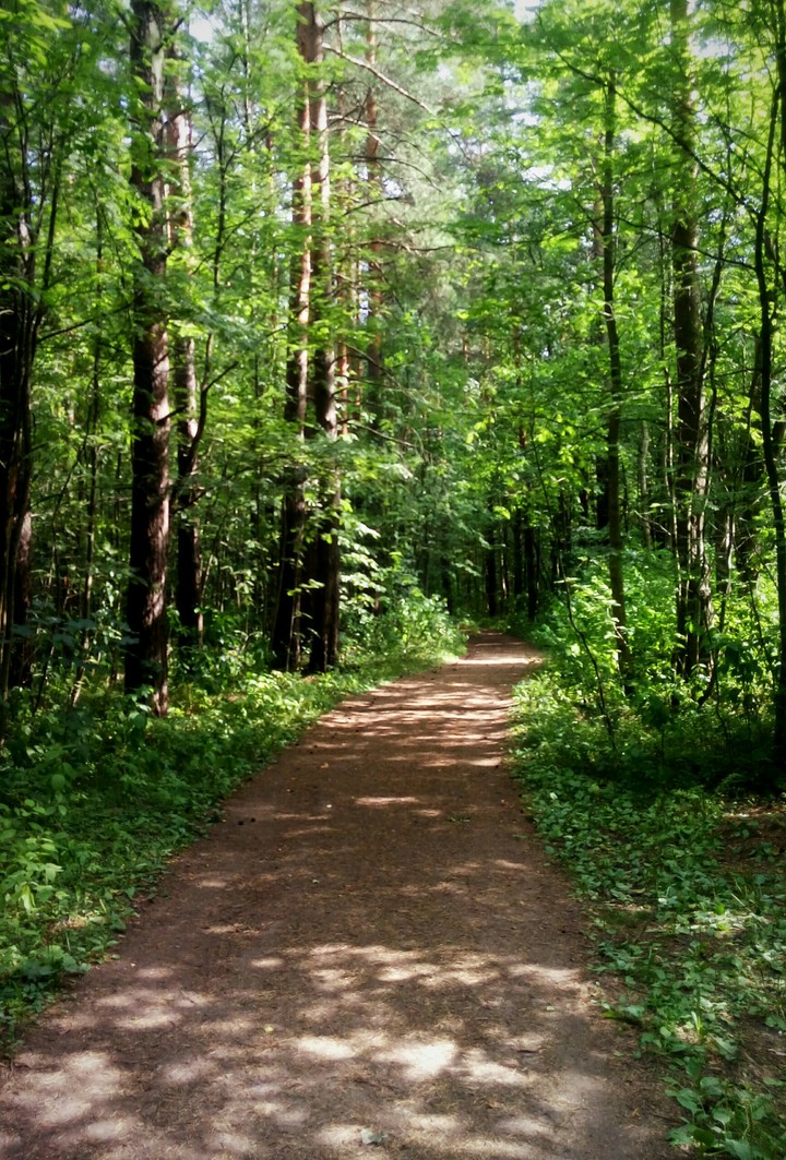 Лес. Forest.