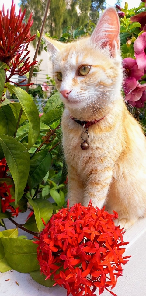 fondos de pantalla felinae, Yellow