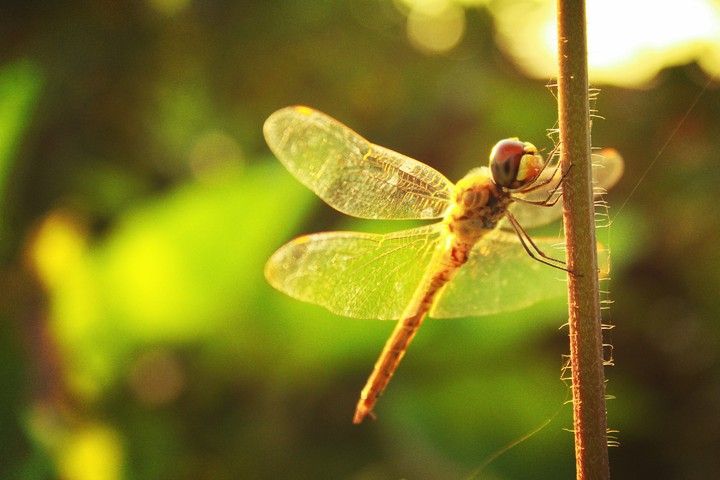 Dragon fly